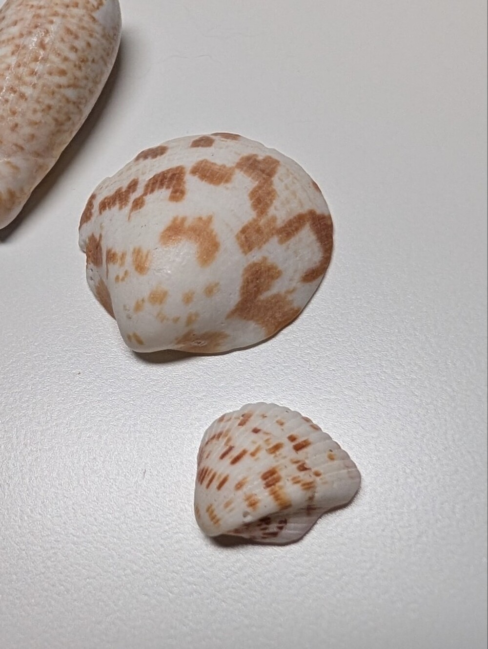 Decorative Seashells - Picture 5 of 5